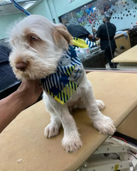 Cuccioli di Spinone Italiano maschi e femmine disponibili. Contattateci per maggiori informazioni. | Foto 0