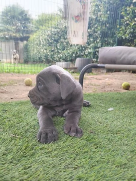 Cuccioli Cane Corso con Pedigree