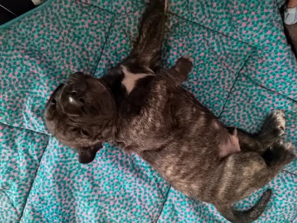 Cuccioli Cane Corso con Pedigree | Foto 10