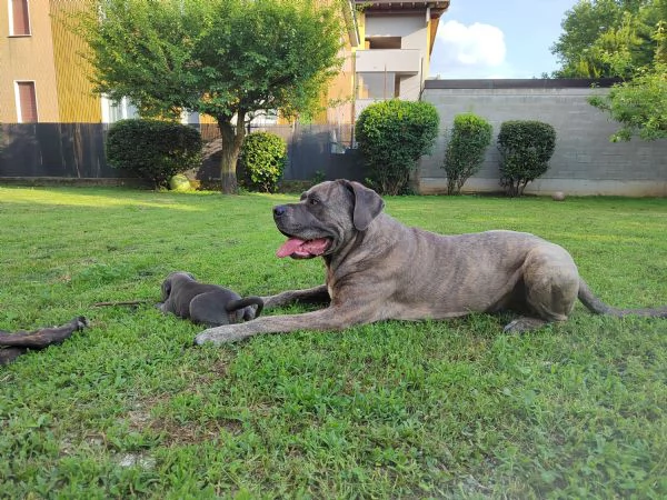 Cuccioli Cane Corso con Pedigree | Foto 9