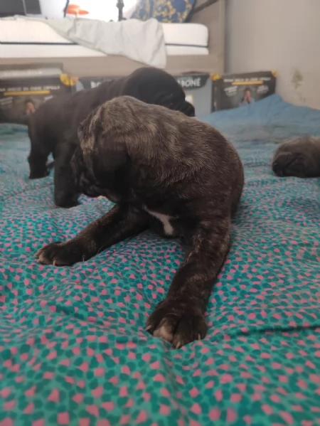 Cuccioli Cane Corso con Pedigree | Foto 8