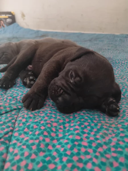 Cuccioli Cane Corso con Pedigree | Foto 7