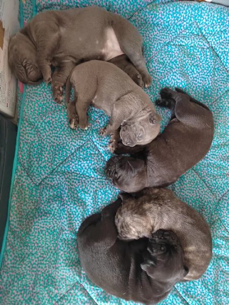Cuccioli Cane Corso con Pedigree | Foto 6