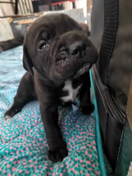 Cuccioli Cane Corso con Pedigree | Foto 5