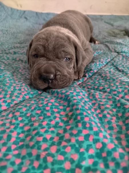 Cuccioli Cane Corso con Pedigree | Foto 3