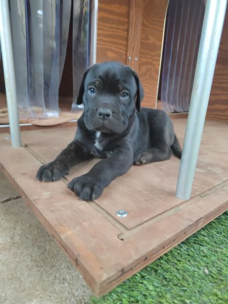 Cuccioli Cane Corso con Pedigree | Foto 2