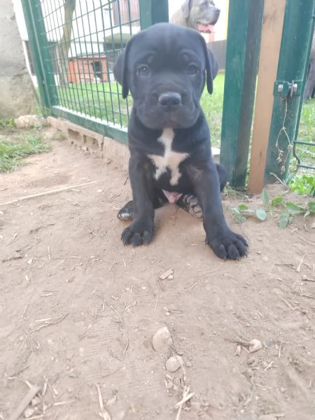 Cuccioli Cane Corso con Pedigree | Foto 0