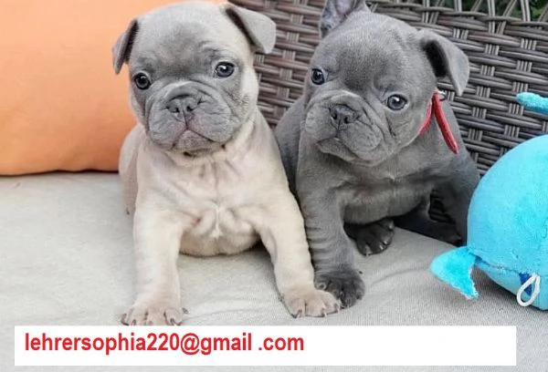 cuccioli di bouledogue francese