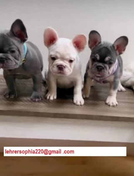 Stupendi cuccioli di bulldog francese