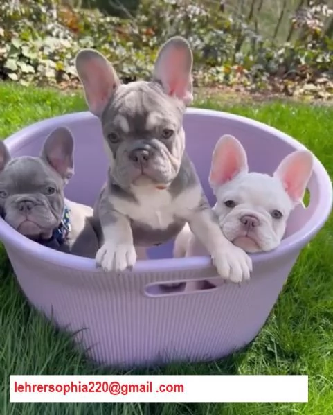 Cuccioli di bulldog francese mini