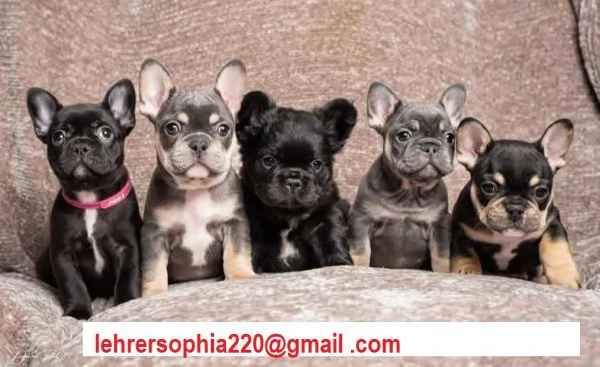 Cuccioli bulldog francese