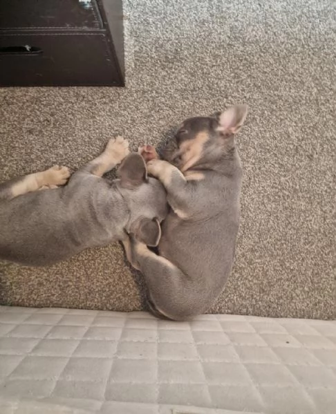 Regalo cuccioli di bulldog francese maschi e femmine appena nati | Foto 1