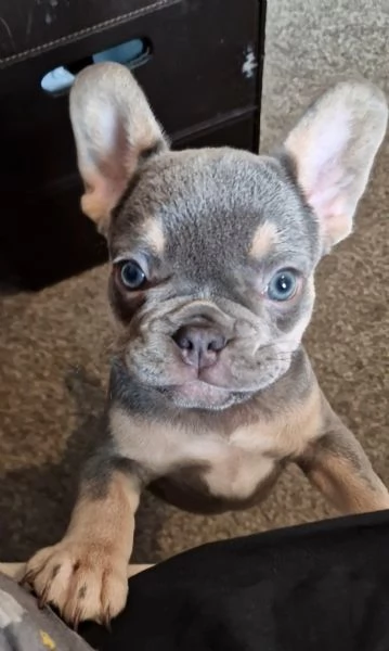 Regalo cuccioli di bulldog francese maschi e femmine appena nati | Foto 0