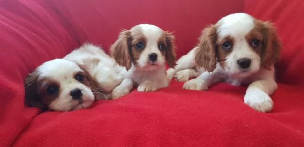 Regalo Cavalier King maschio e femmina appena nati | Foto 2