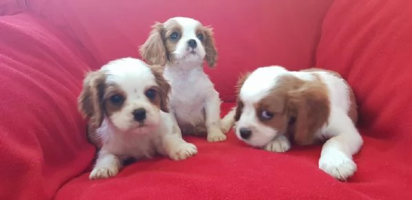 Regalo Cavalier King maschio e femmina appena nati | Foto 0