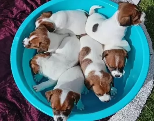 Regalo Jack Russel maschio e femmina appena nati | Foto 0