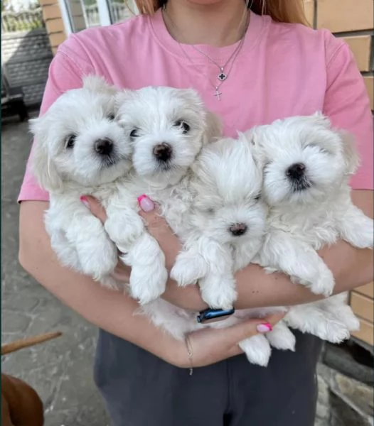 Regalo Maltese maschio e femmina appena nati | Foto 0