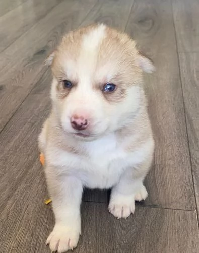 Regalo Husky maschio e femmina appena nati | Foto 0