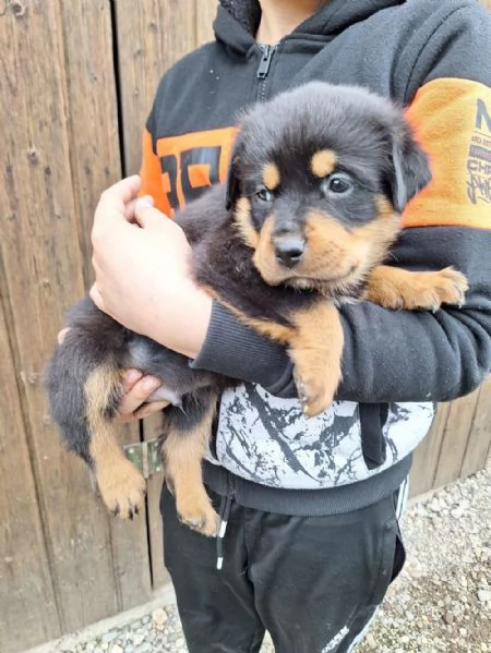 Regalo Rottweiler maschio e femmina appena nati | Foto 2