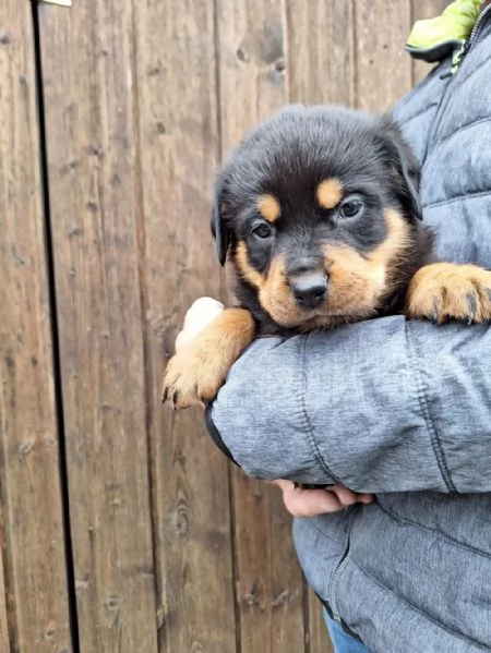 Regalo Rottweiler maschio e femmina appena nati | Foto 1