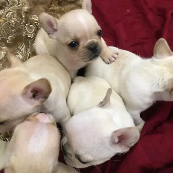 cuccioli di bulldog francese in cerca di adozione | Foto 1