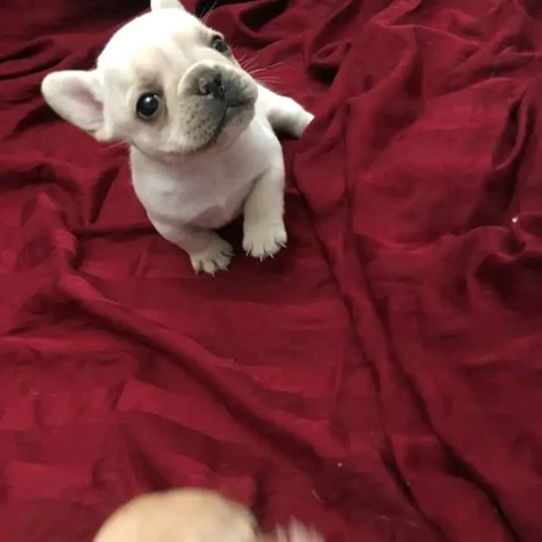 cuccioli di bulldog francese in cerca di adozione | Foto 0