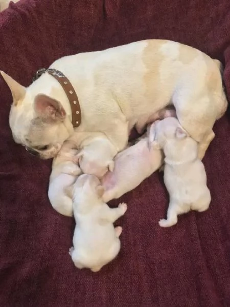 cuccioli di bulldog francese in cerca di adozione