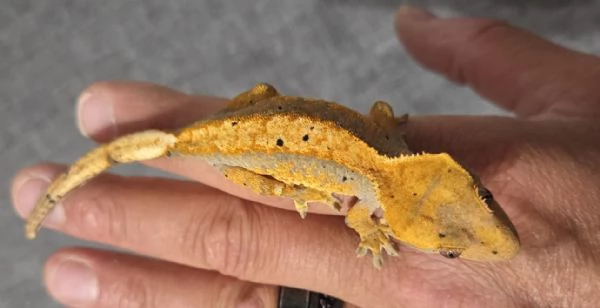 Geco Ciliatus femmina 