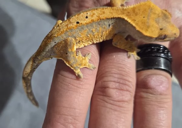 Geco Ciliatus femmina  | Foto 4