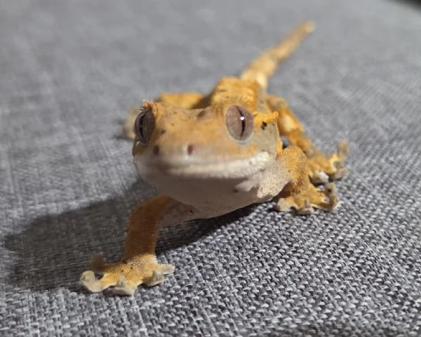 Geco Ciliatus femmina  | Foto 3