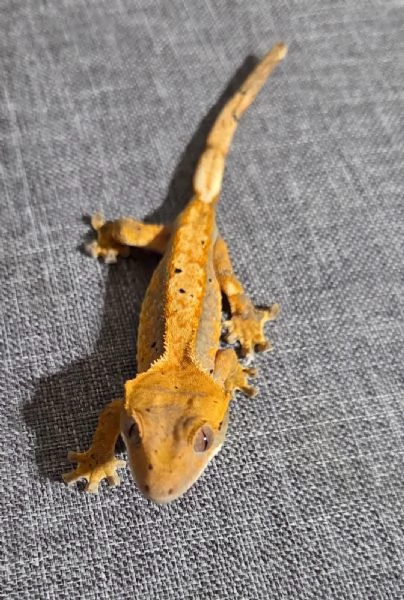 Geco Ciliatus femmina  | Foto 2