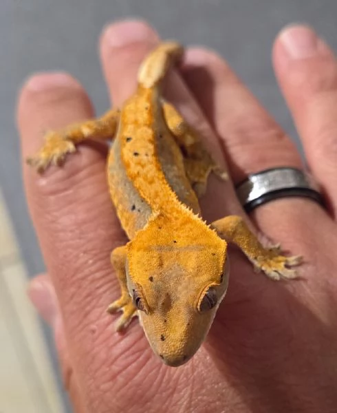 Geco Ciliatus femmina  | Foto 0