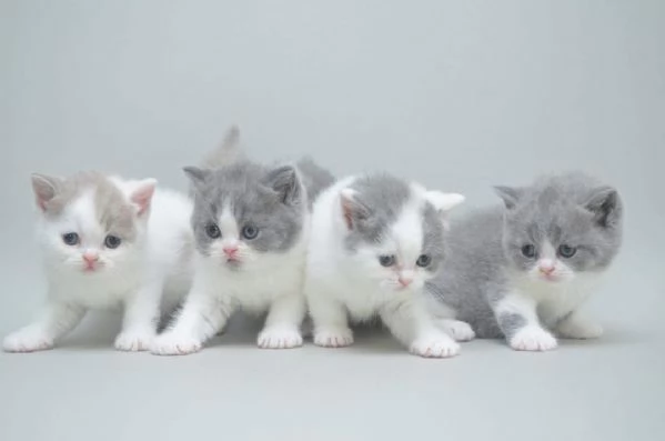 British Shorthair  con pedigree e alta genealogia