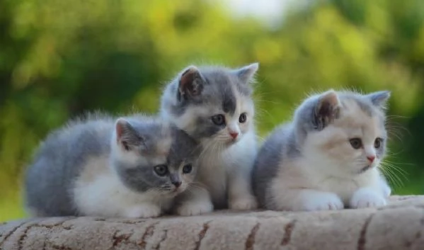 Disponibili maschietto e femmina British Shorthair