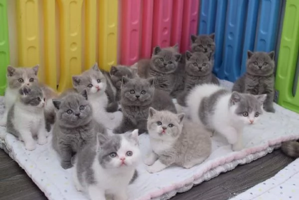 gattini British Shorthair