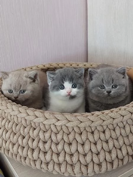 Cuccioli di gattini British Shorthair,