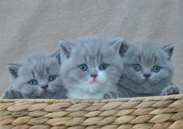 Gattini British Shorthair con pedigree
