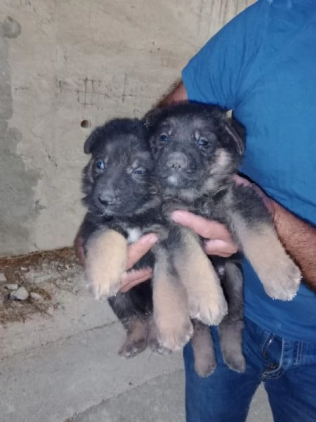 Pastore tedesco cuccioli 