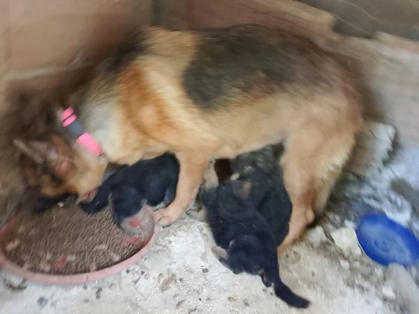 Pastore tedesco cuccioli  | Foto 0