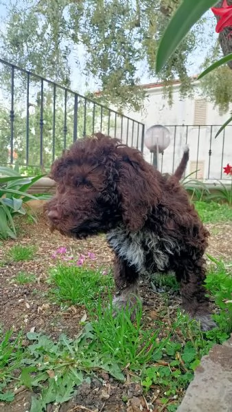 Cuccioli di Lagotto Romagnolo  | Foto 4