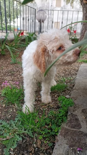 Cuccioli di Lagotto Romagnolo  | Foto 3