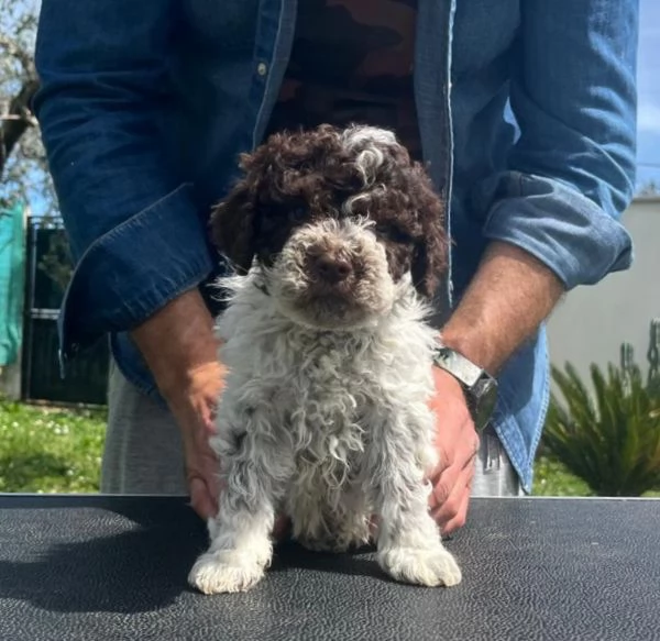 Cuccioli di Lagotto Romagnolo  | Foto 2