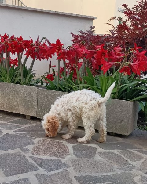 Cuccioli di Lagotto Romagnolo  | Foto 1