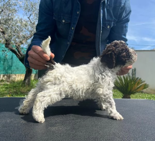 Cuccioli di Lagotto Romagnolo  | Foto 0