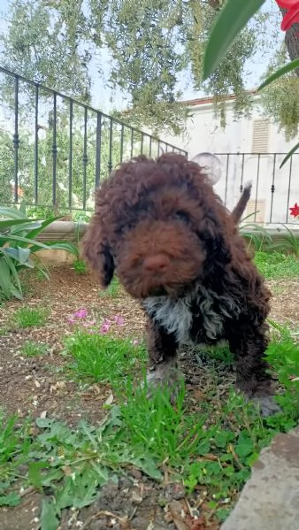 Cuccioli di Lagotto Romagnolo 