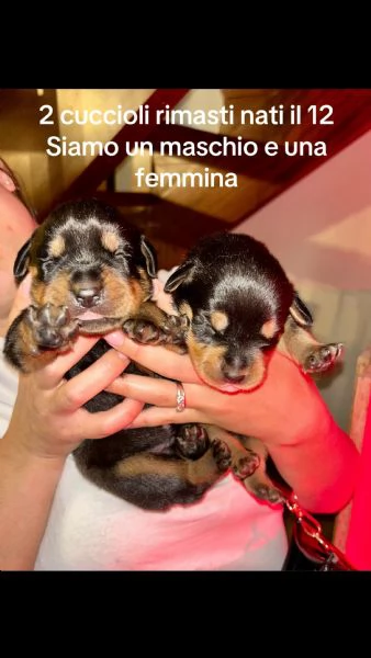 Cuccioli Rottwailer 