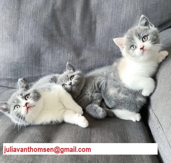 Micini gattini cuccioli British shorthair
