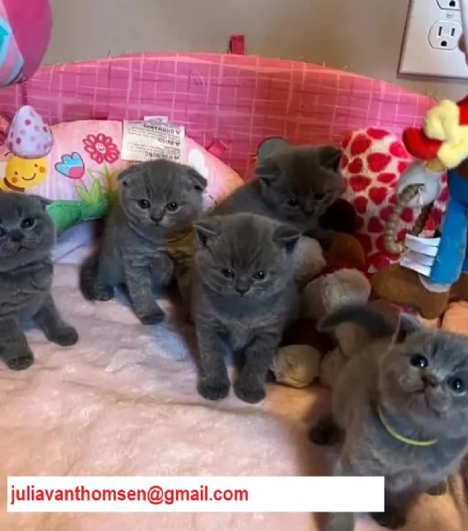 Gattini di 3 mesi  British shorthair