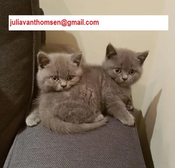 Cuccioli British Shorthair Bicolor pedigree