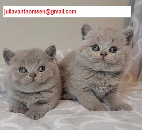 Gattini  British Shorthair